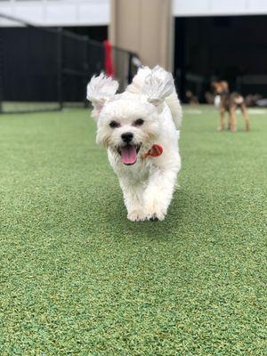 Bark-A-Bout's Indoor-Outdoor Bark Park offers great space for our Tiny Town pups to enjoy an afternoon of tail-wagging fun!