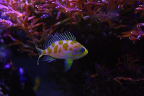 Borbonius Anthias $149