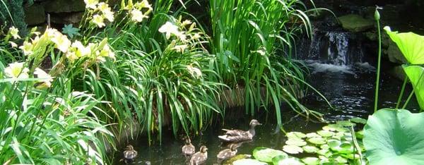 Beautiful water feature