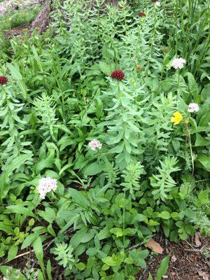 Can't get enough of these wildflowers: Metolius