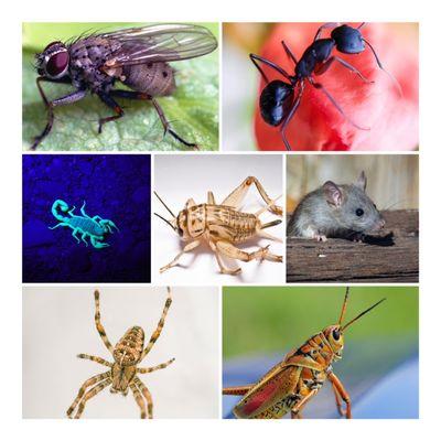 Various insect we cover!