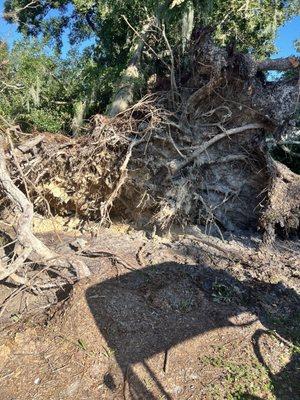 Hole 5. Damage from Hurricane Helene 9/26/24