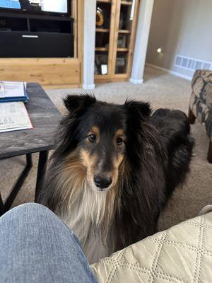 Bluskye Shelties