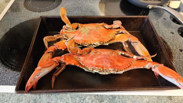 Jumbo size crabs