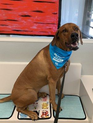 Kobe at Kierland Animal Clinic ready to see his favorite people