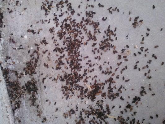 Cricket Droppings