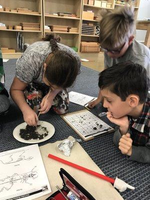 Owl pellet in upper elementary classroom