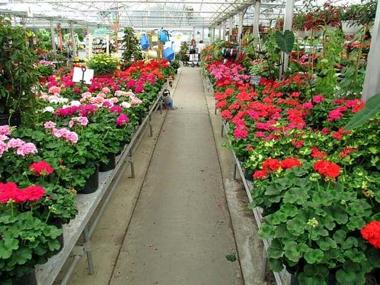 Pelargoniums (Geraniums).