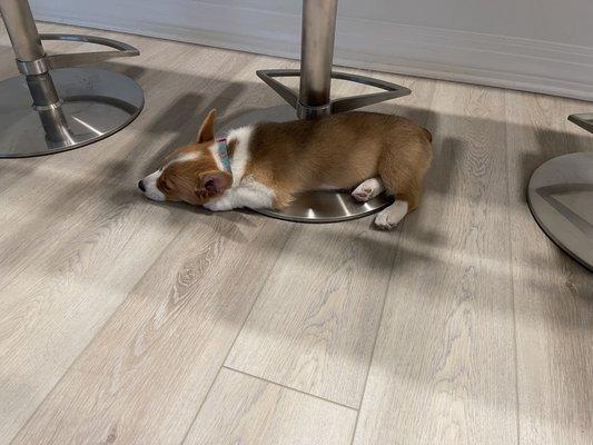 Love my bar chairs, and so does pup.