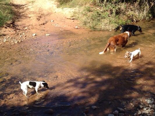 Saria, Quorra, Bruce & Tess enjoying the creek in the summer.