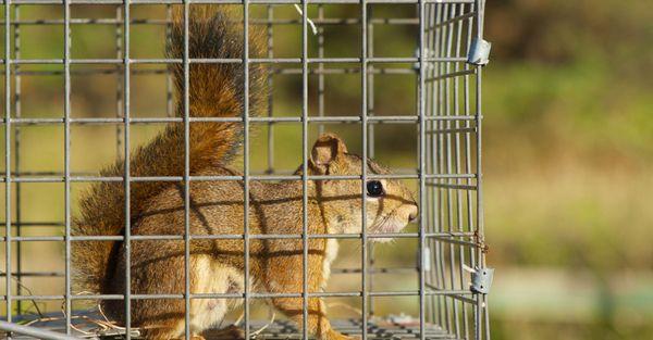 Squirrel Removal & Trapping