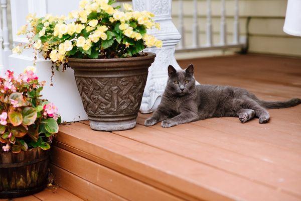 Outdoor house kitty in attendance.