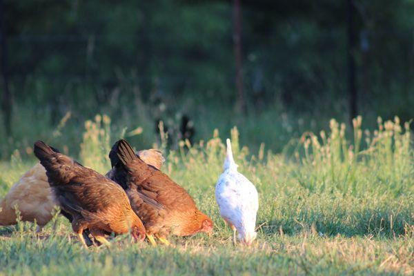 Happy hens lay healthy eggs!