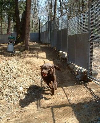 Bruno races around our fenced-in back yard