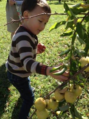 Red and Golden Delicious