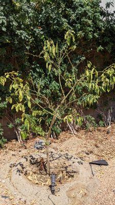 The dying tree planted by Evans Lane Nursery