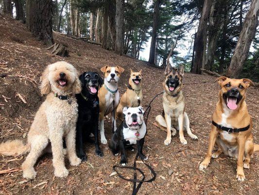 Bay Area Canine Club