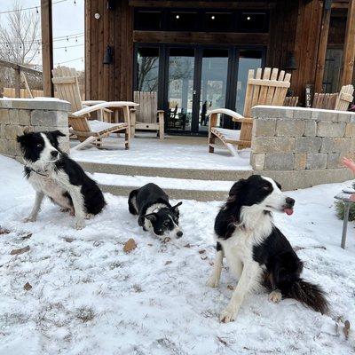 Winery pups, minus 1