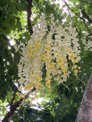 Queen's Hospital White Rainbow Shower Tree...