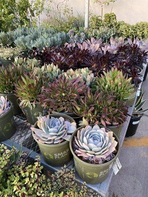 Garden Section - great succulent selection!