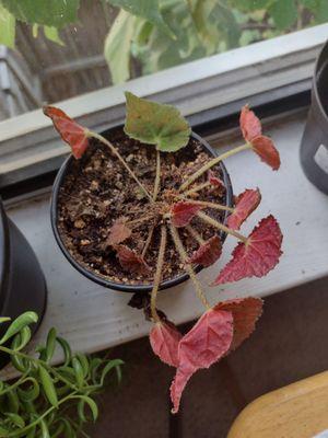 Autumn Ember Begonia Rex