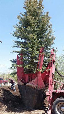 25 Foot Tree Relocation