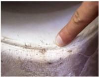 Organic Bed Bug Removal