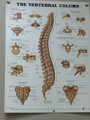 A graphic poster display of the spine at the Spine and Scoliosis Specialists - Greensboro office.