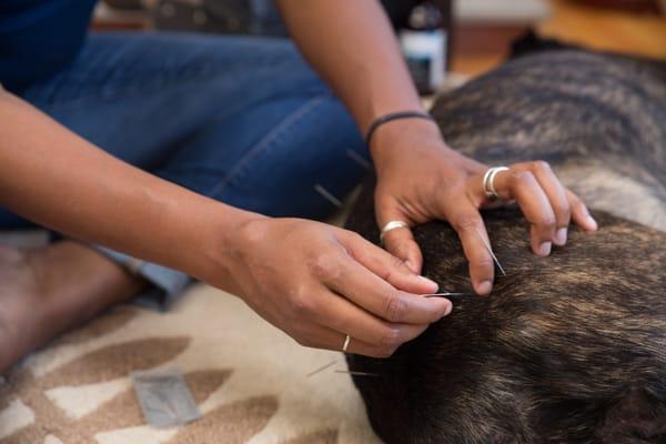 Acupuncture treatment.