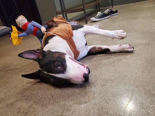 Forrest is a happy pup after coming here.  No more itchy bald patches and heat rashes. Thanks Pasadena pets!