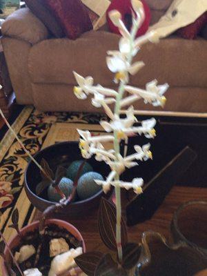 Native. Orchid