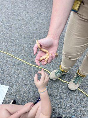 Hog nose snake