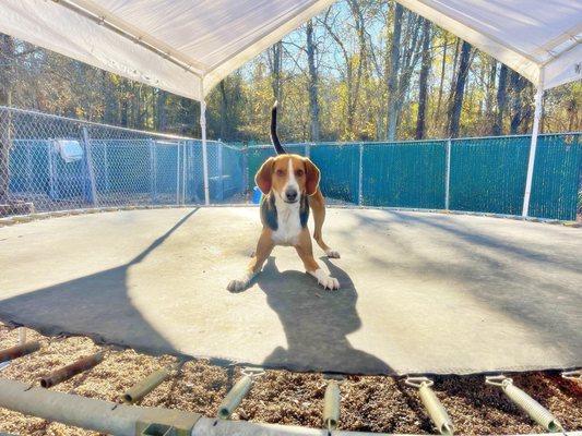 Marlin on the trampoline!