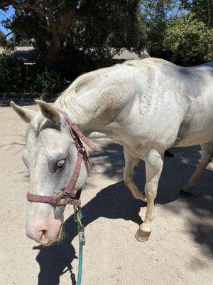 Happy is a beautiful horse