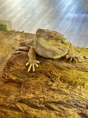 Central Bearded Dragon from Australia !