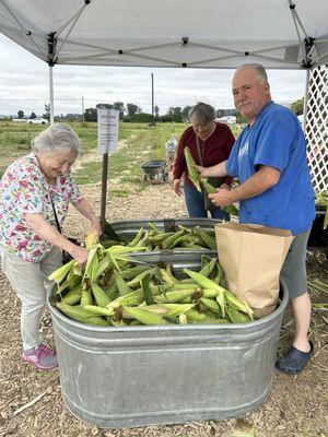 Shucking corn