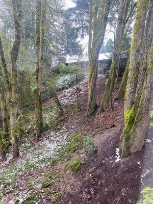 A part of the cleaned slope. Was covered in yard debris before.