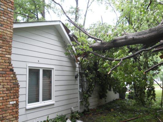 Tree Damage