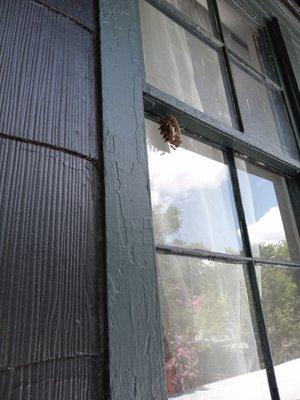 Active Paper Wasp nest