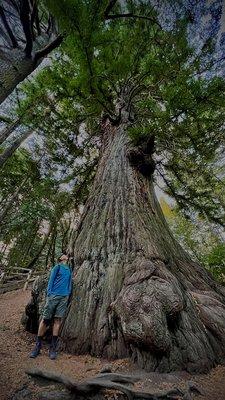 Methuselah Tree