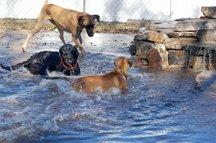 Some guest enjoying the water on a hot summer day.