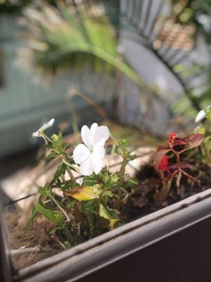 Beautiful flower on windowsill as I waited on my Key Lime lobster roll