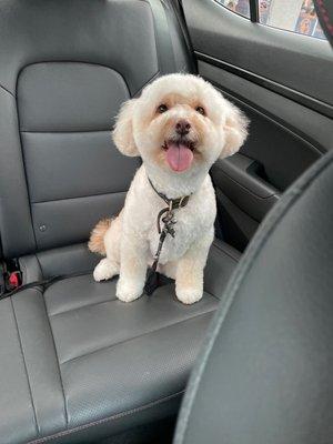 After his lamb cut full groom!