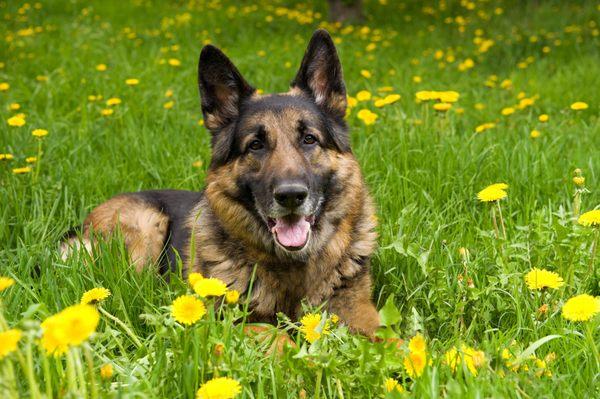 This is Mollie.  She is our rescue German Shepherd.  We rescued her when she was two years old and she has been with us four years now.