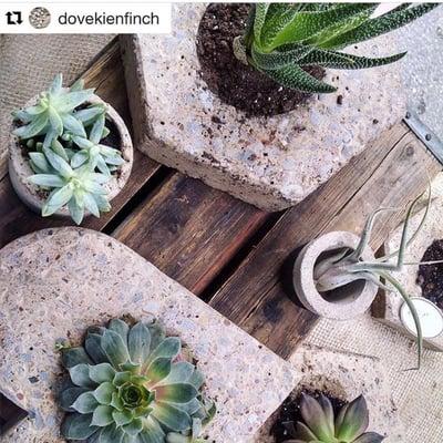 Vendor dovekienfinch makes super cool concrete planters filled with the cutest little succulents