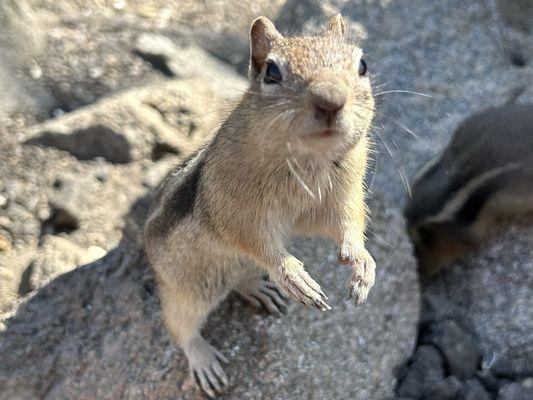 Ground Squirrel