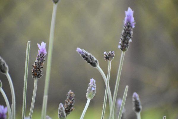 Lavender in HB "secret" botanical garden