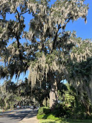 Lots of Spanish Moss