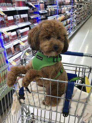 After the Vet-There's shopping to enforce "positive experience memory."