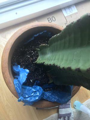 Plastic bag was left hidden upon their "repotting service" which was blocking the pot's drainage hole.